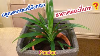 ปลูกเตยหอมที่อังกฤษ ราคาต้นละเท่าไหร่❓| planting Pandan | ชีวิตต่างแดน | เมียฝรั่ง | YaneeUKยาณียูเค