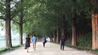 전남 담앵 메타세콰이어길 Metasequoia-lined Road, Damyang-gun, Jeollanam-do, KOREA