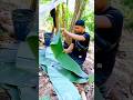 Ekspor daun pisang ke Jepang #youtubeshorts #skills #shorts