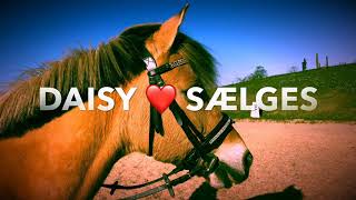 Salgsvideo Daisy