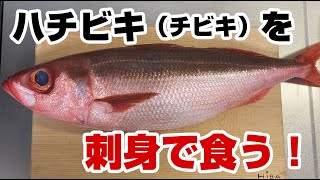 全長60cmオーバー！ハチビキ（チビキ）を捌いて刺身で食べてみた！