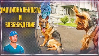 Эмоциональность и возбуждение