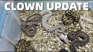Stunning Combo Clown Updates! And Freeway Clutch!