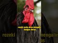 ayam jago masuk rumah pertanda apa ya