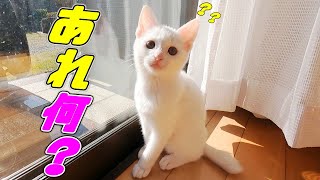 密着！外の世界が気になって仕方がない子猫…♡[保護子猫]