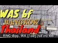 PERKUTUT BANGKOK, piyik kualitas traahh nya para juaraa....