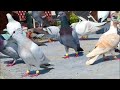 khalifa rahul rajput ka shok bareilly se talim ustad abba sariq 05 10 2023 show pigeonlover