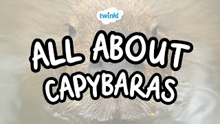 All About Capybaras | Fun Facts About Capybaras | Twinkl USA