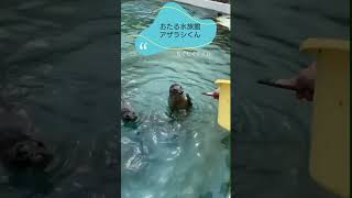 #おたる水族館 #あざらし #アザラシ #もぐもぐタイム  #小樽 #水族館