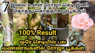 7 இலை உள்ள  ரோஜா செடியும் இனி பூக்கும் பாருங்க /  Rose budding method