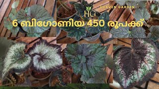 സൂപ്പർ ബിഗോണിയകൾ 6 എണ്ണം 450/- രൂപക്ക്  #garden #bigoniya#indoorplants #plant #gardening #offer