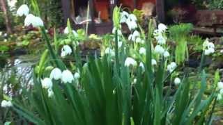 Summer Snowflake (Leucojum aestevum)