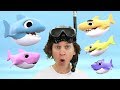 Baby Shark Song With Matt | Action Song, Brain Breaks | Learn English Kids