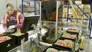 Machine Learning: Using Algorithms to Sort Fruit