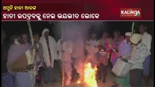 Parade Of Elephants Create Devastation In Subarnapur, Locals Terrified || Kalinga TV