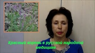 Красный корень в русской народной медицине