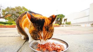 仲が悪いさくらねこたちが別々に幸せそうにご飯を食べる