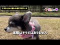 犬の寝ている位置でわかる飼い主への気持ち５選！