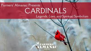 Cardinal Legends, Lore, and Spiritual Symbolism