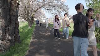 東北桜紀行　しばた桜まつり　白石川堤　一目千本桜　2024/04/15  d1