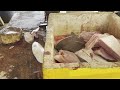 perfect 50kg giant stingray live fish cutting skills ray fish cutting skills fresh fish market