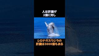 史上最大の生物代表シロナガスクジラ