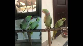 Talking Indian ringneck parrot vs Alexandrine raw parrot