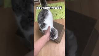 撫でられたい猫　#shorts