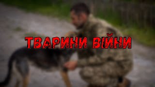 Тварини війни - Як тварини живуть під час війни