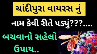 ચોમાસા માં આ 1 ફળ આવી રીતે ચૂસવાનું રાખો ચોમાસા મા રોગો નહિ થાય