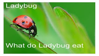 What do ladybugs eat || ladybugs #ladybug #insects #youtube #youtubevideo