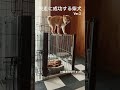 脱走に成功する柴犬2 shorts shibainu 柴犬 犬 short