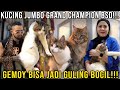 KUCING JUMBO GRAND CHAMPION!!! GEMOY BISA JADI GULING BOCIL!!! AQIRA CATTERY #AUDREYA