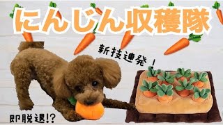 【トイプードル】にんじん収穫隊に入隊したら可愛すぎたｗｗ