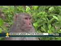 wion fineprint who stresses monkeypox surge not linked to monkeys latest english news