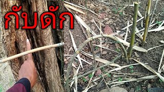 วิธีทำกับดักแลน(ตะกวด) #สาธิตการดัก#Lizard trap