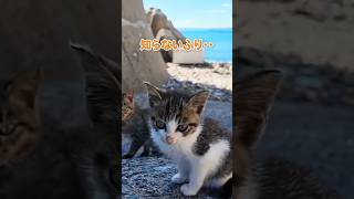 仔猫とお兄ちゃん猫がシンクロしてて可愛い… #shorts