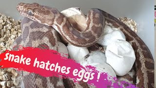 SNAKE HATCHES its OWN  EGGS! - CrittaCam