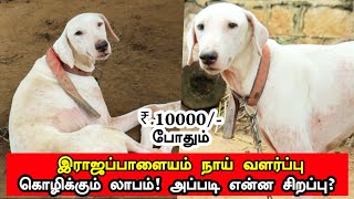 இராஜப்பாளையம் நாய் வளர்ப்பு கொழிக்கும் லாபம் | Rajapaalayam Dog farm | ராஜப்பாளையம் நாய் விலை