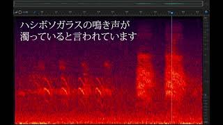 ハシブトガラスとハシボソガラスの鳴き声の違い