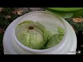 drill the cabbage and put it in a barrel for the winter