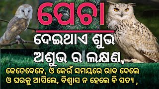 ପେଚା ଦେଇଥାଏ ଶୁଭ ଅଶୁଭ ର ଲକ୍ଷଣ ,owl offers good and bad symptoms ,