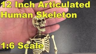 Articulated Flexible Human Skeleton Model 12\