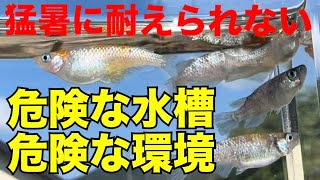 猛暑のメダカ飼育はビニールハウスが1番危険なのか？それとも意外な結果になるのだろうか？