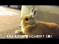 飼い主が留守中の行動が予想外でした【no.080】