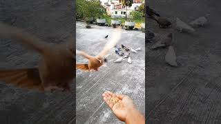 How I trained my pet pigeon to fly free and return home!