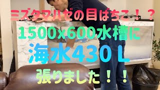 2023/1/3(火)13:00〜ミズタマハゼ淡水浴。17:00〜1500x600水槽に430Ｌの海水が入りました！