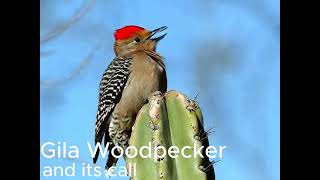 The Gila Woodpecker and its call