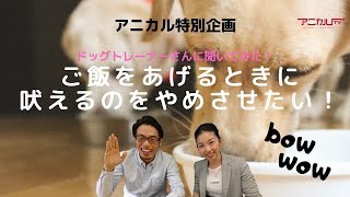 犬のしつけ｜ご飯をあげる時に吠えるのをやめさせたい！