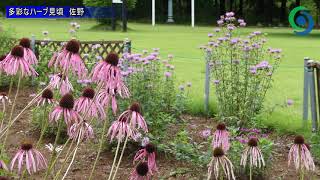 多彩なハーブ見頃　佐野